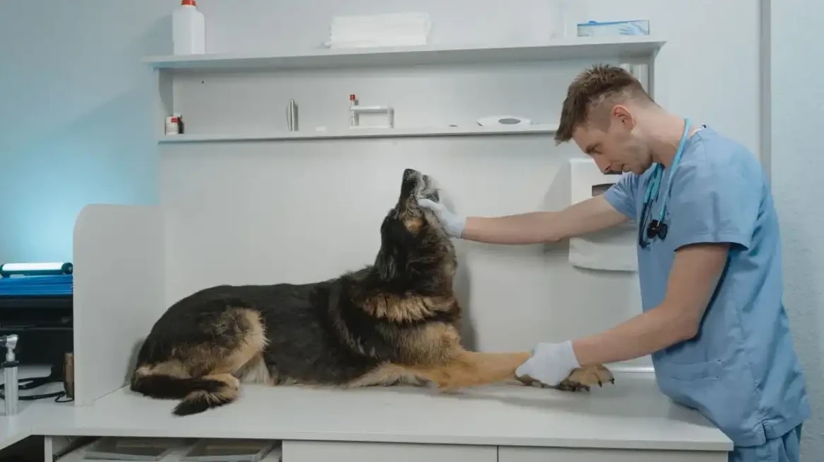 Your Dog Limps at Home but Walks Fine at the Vet. Here’s Why.
