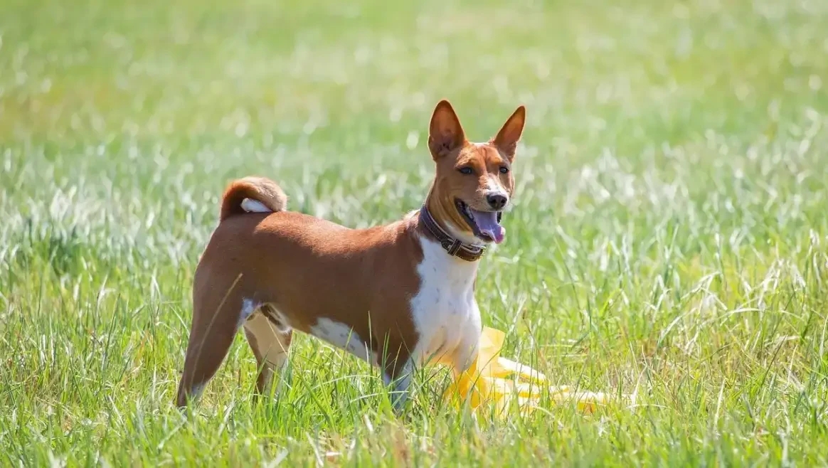 Dog Safety: Myths vs Facts for Santa Rosa Pet Owners