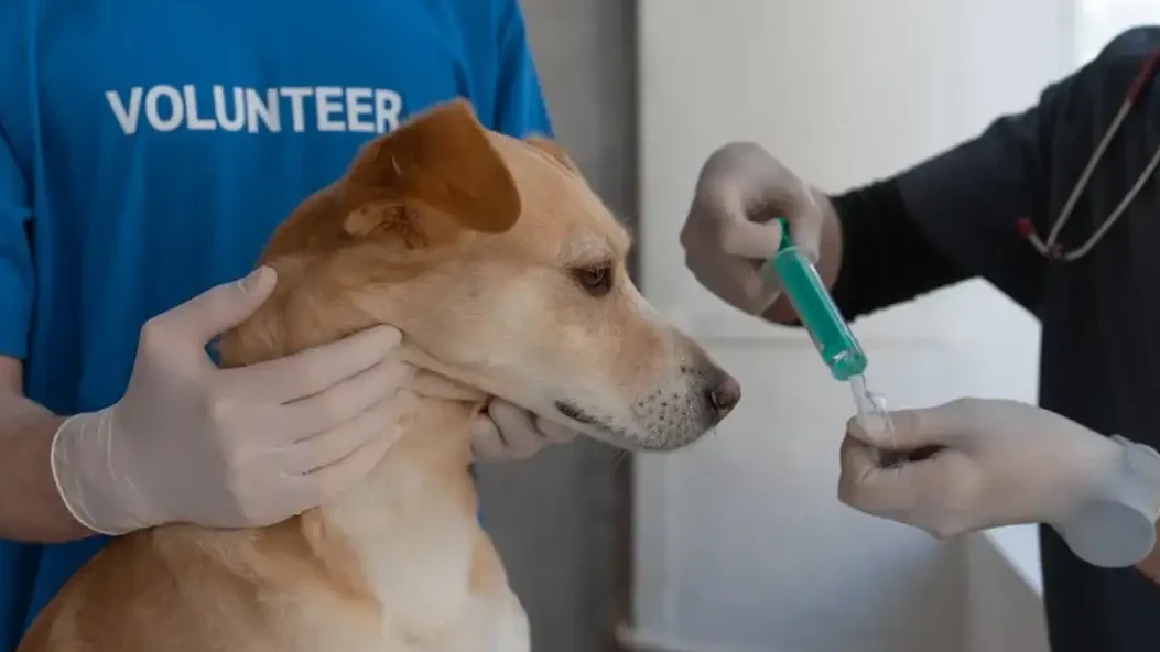 How to Calm an Anxious Pet Before a Vet Visit  -  Vet Approved Tips