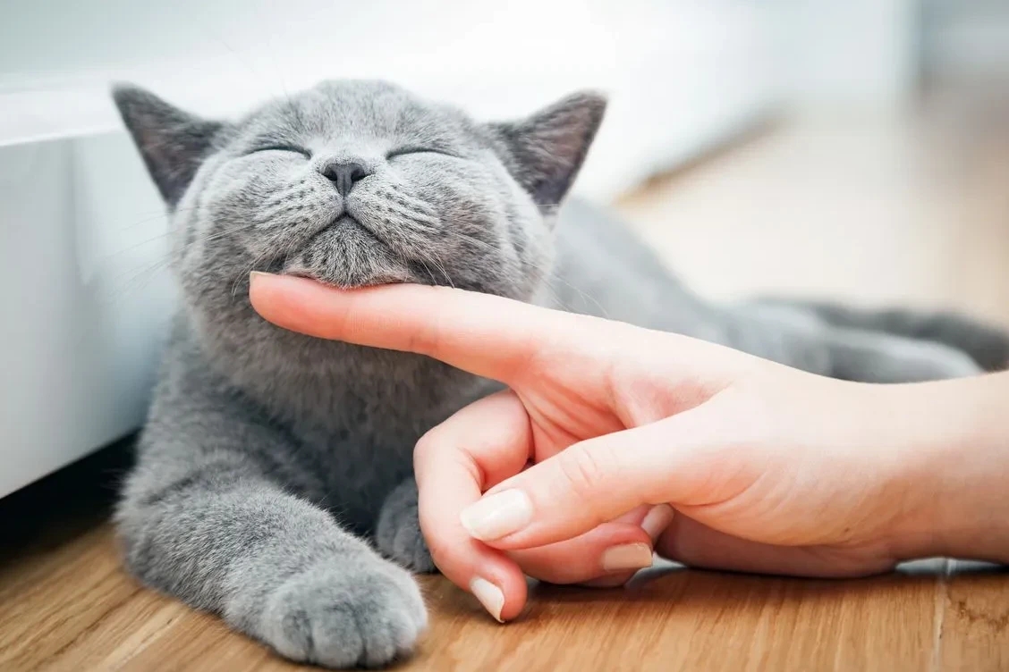 Cat Wellness Blood Panel Guide for Every Life Stage